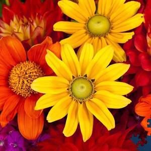 Meet your Posher, Dawnmarie